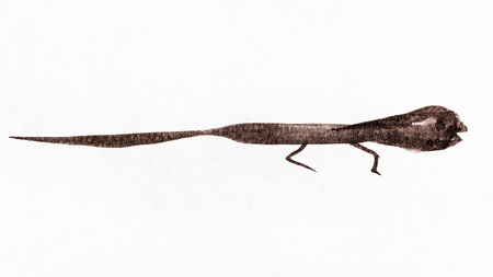 training drawing in sumi-e (suibokuga) style - a lizard handpainted by black watercolors on white paperの写真素材