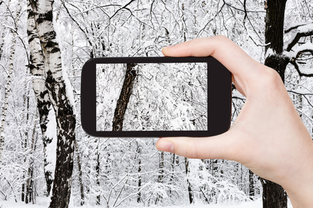 travel concept - tourist photographs of snow-covered old birch tree in snowy forest in overcast winter day on smartphone in Moscow, Russiaの写真素材