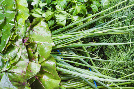 Various wet fresh greenery close-up (bundles of beet greens, scallions, dill, parsley)の写真素材