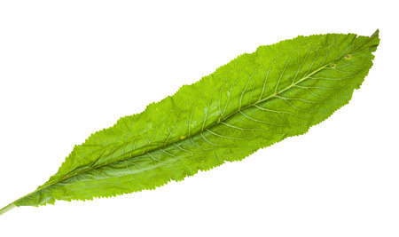 fresh green leaf of horseradish plant isolated on white background