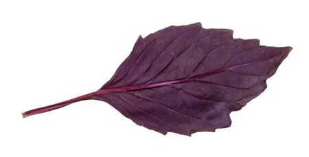 back side of leaf of fresh dark purple basil herb isolated on white backgroundの写真素材