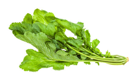 twig of fresh caucasian garden cress (tsitsmati) isolated on white background