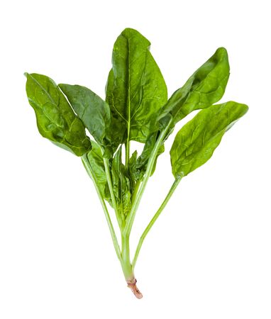 twig of fresh green spinach herb isolated on white backgroundの写真素材