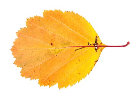 yellow fallen leaf of hawthorn, tree isolated on white backgroundの写真素材