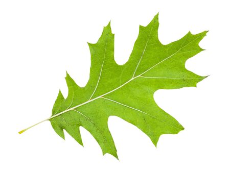 back side of green leaf of red oak tree isolated on white backgroundの写真素材