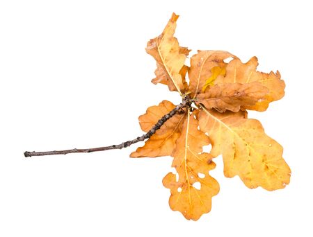 branch with yellow and brown oak leaves in autumn isolated on white backgroundの写真素材