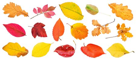 many various autumn leaves and twigs isolated on white backgroundの写真素材