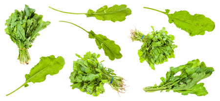 Various leaves and bunches of Caucasian cress (tsitsmati) plant isolated on white