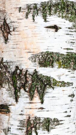 natural texture - part of trunk of birch tree (betula alba) close upの写真素材