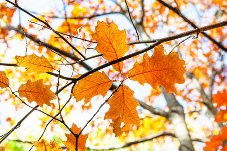 twigs with orange leaves of Red Oak tree close up on sunny autumn day