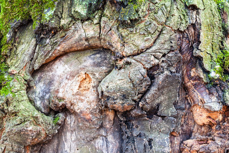 natural texture - knotted bark on mature trunk of oak tree (quercus robur) close up