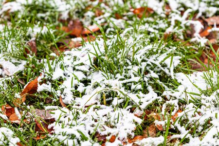 green grass covered by the first snow on meadow with fallen leaves on cold autumn dayの写真素材