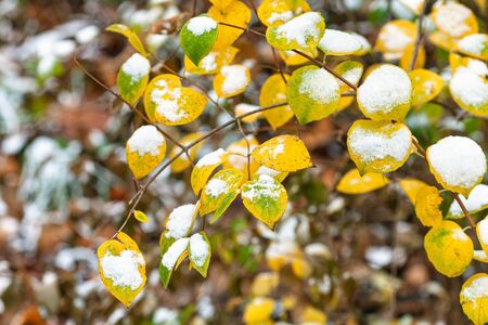the first snow on yellow and green leaves of tree in city park on cold autumn dayの写真素材