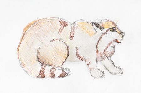 Wild pallas's cat  hand drawn by color pencils on white paperの写真素材