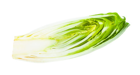 cross-section of Belgian endive (white Common chicory) isolated on white background