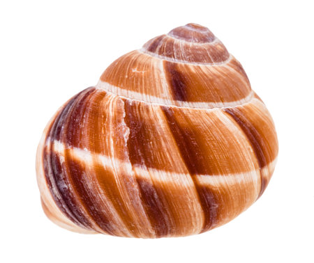 shell of roman snail isolated on white background
