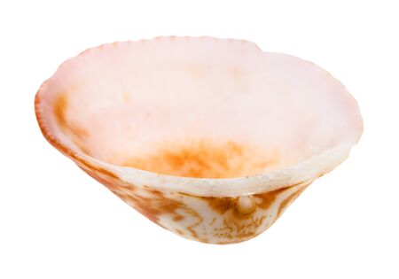 empty orange and pink conch of clam isolated on white backgroundの写真素材