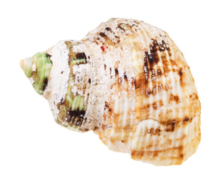 old shell of whelk mollusc isolated on white background