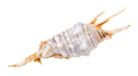 blue conch of murex snail isolated on white background