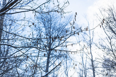 bottom view of branches of alder tree with fresh catkins and blue sky on background in forest during...