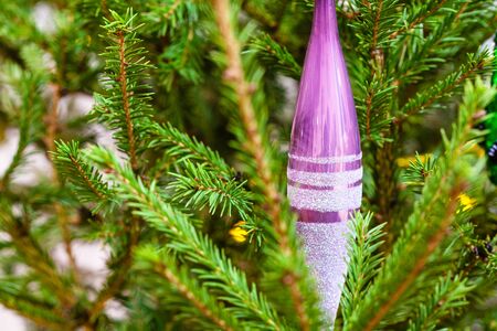 purple glass icicle on natural christmas tree close-up indoorの写真素材