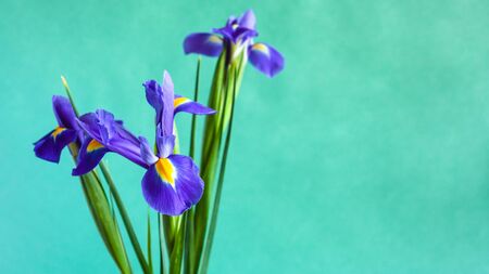 Fresh iris flowers with green textured paperの写真素材