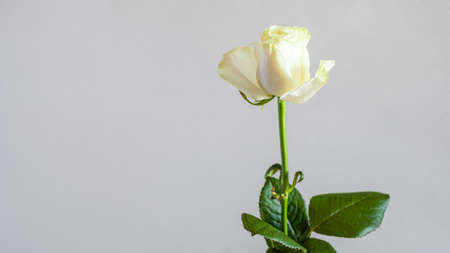 panoramic horizontal still-life with copyspace - single fresh white rose flower with gray background (focus on the bloom)の写真素材
