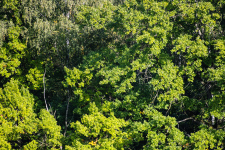 above view of green foliage of oak tree on sunny September day