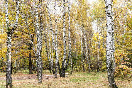 clearing in birch grove in city park on autumn day