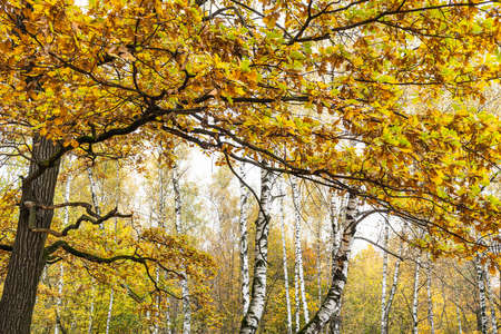 colorful branch of oak tree and birch grove on background in city park on autumn dayの写真素材