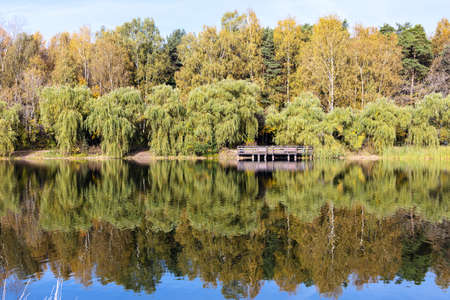 yellow trees on shore of pond in city park on sunny autumn dayの写真素材