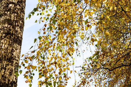 branches of old birch tree with yellow foliage on sunny autumn day