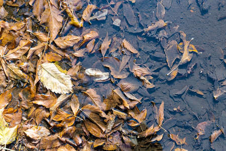 top view of rain puddle with fallen leaves and dirty bottom on sunny autumn dayの写真素材