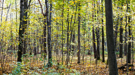 panoramic view with tree trunks of city park on sunny autumn dayの写真素材