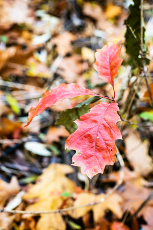 wild oak sprout with red leaves close up on meadow with blurred background in forest on autumn day...