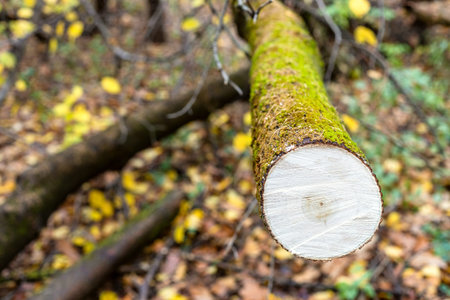 fresh saw-cut of fallen tree in wet forest of city park on autumn day (focus on surface of saw-cut...