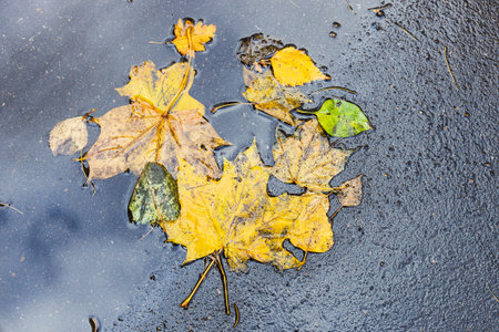 various yellow fallen leaves on wet asphalt pavement of city road after autumn rain