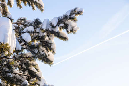 bottom view of snowbound branch of pine tree and blue sky with vapor trail of airplane on background in cold sunny winter eveningの写真素材