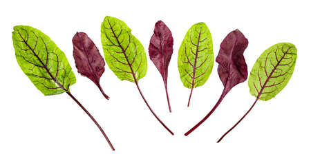 red and green fresh leaves of Chard leafy vegetable (mangold, beet tops) isolated on white backgroundの写真素材