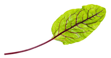 fresh leaf of green Chard leafy vegetable (mangold, beet tops) isolated on white backgroundの写真素材