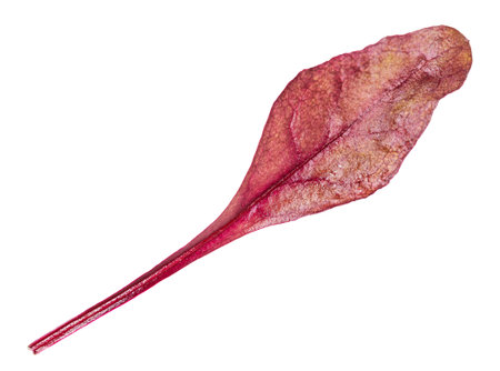 single fresh leaf of red Chard leafy vegetable (mangold, beet tops) isolated on white background
