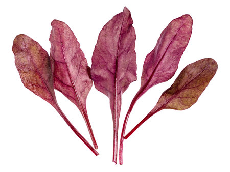 several fresh leaves of red Chard leafy vegetable (mangold, beet tops) isolated on white background