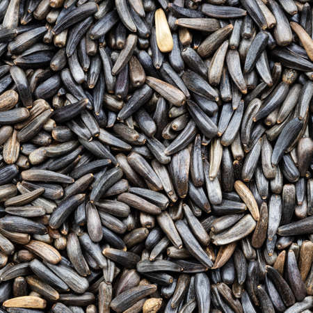 square food background - whole-grain niger seeds (Guizotia Abyssinica) close upの写真素材