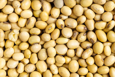 food background - many raw dried soybeansの写真素材