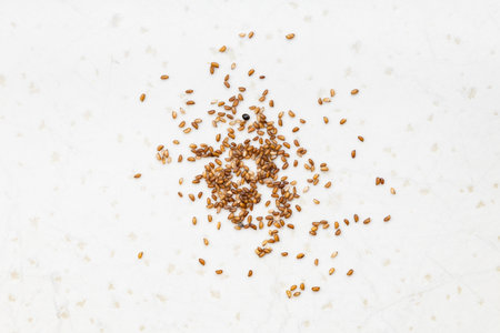 several whole-grain teff seeds close up on gray ceramic plateの写真素材