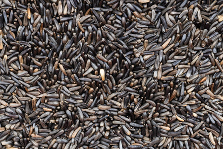 food background many whole-grain niger seeds (Guizotia Abyssinica) close up