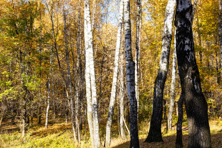 birch grove lit by sun in city park on sunny autumn day