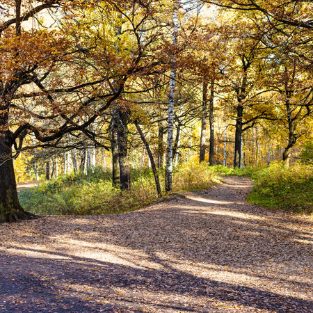 oak tree branches over footpath covered with brown fallen leaves in city park on sunny autumn day