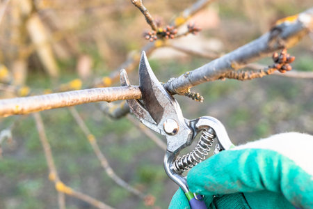 pruning twig of fruit tree with secateurs close up in country garden in sunny evening