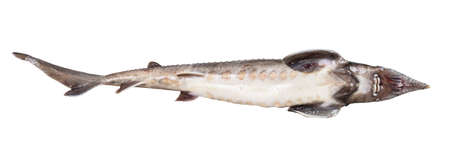 belly of fresh sturgeon fish isolated on white backgroundの写真素材